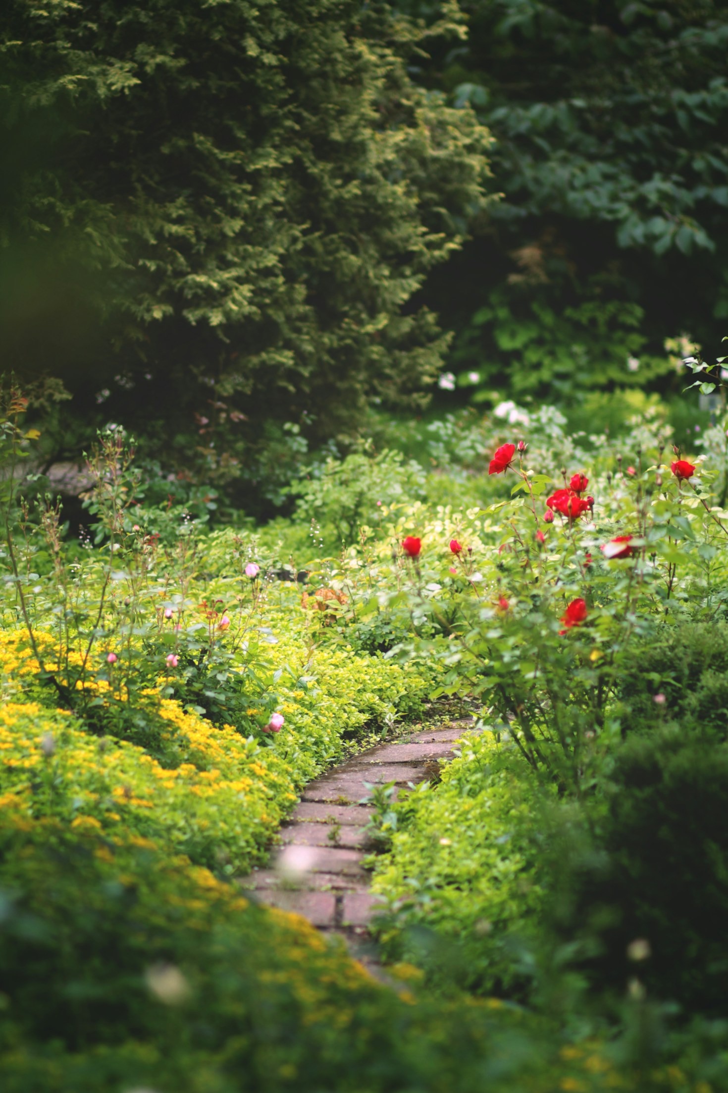 The Connection Between Nature And Vitality